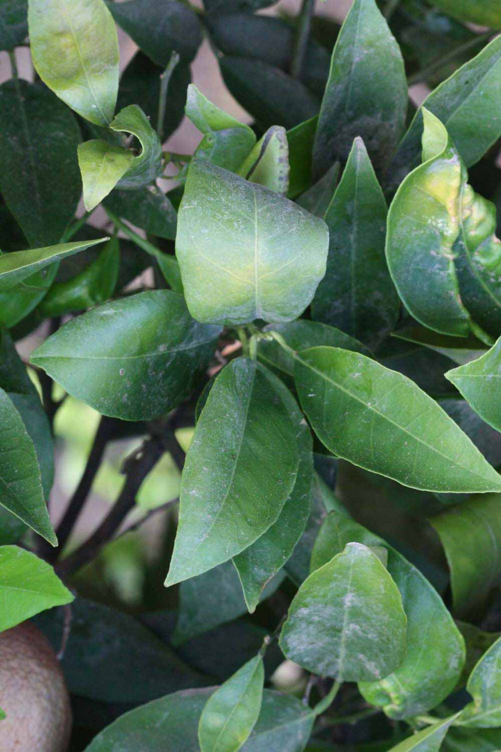              Shade leaves (Riverside, CA)       